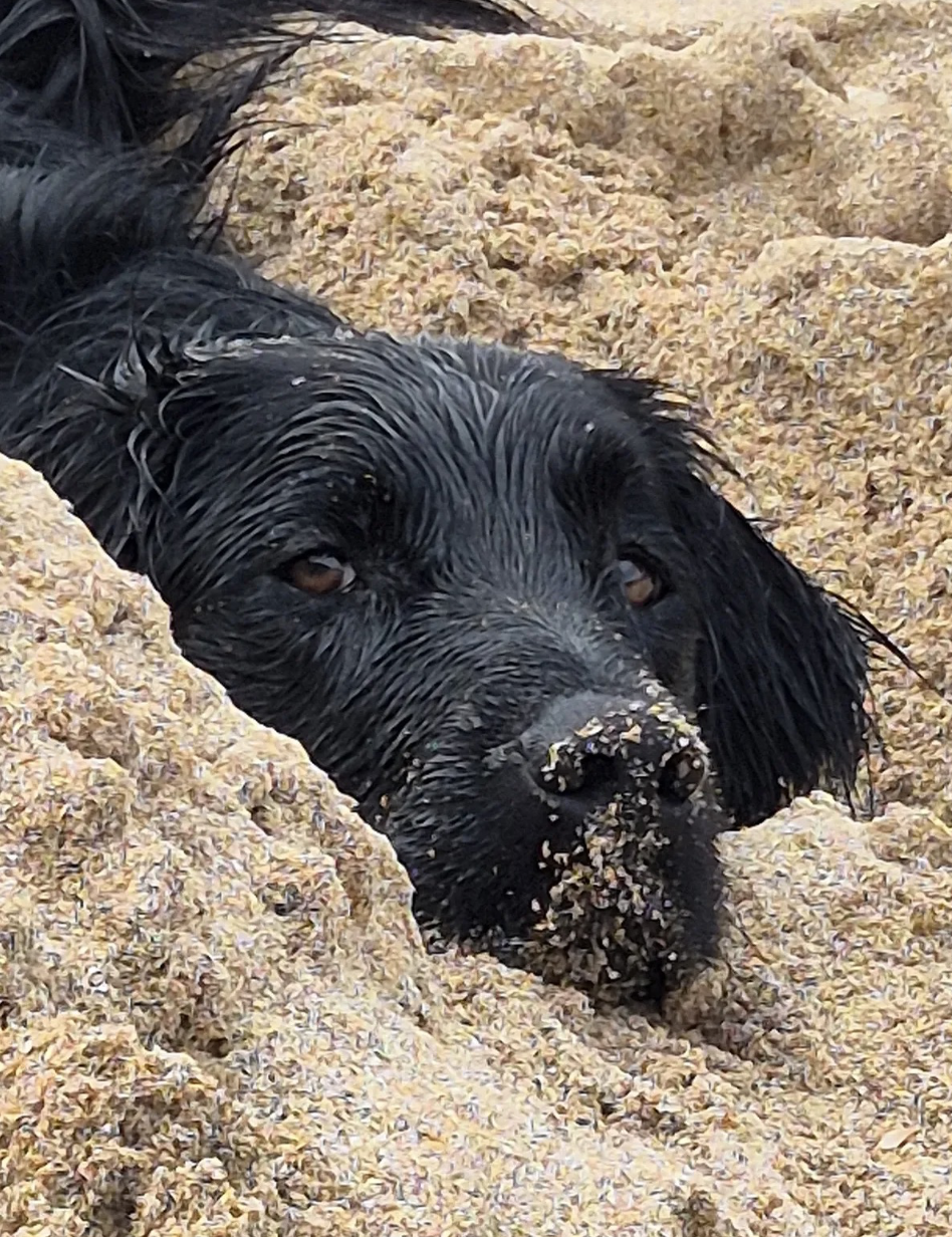 Sand Dog