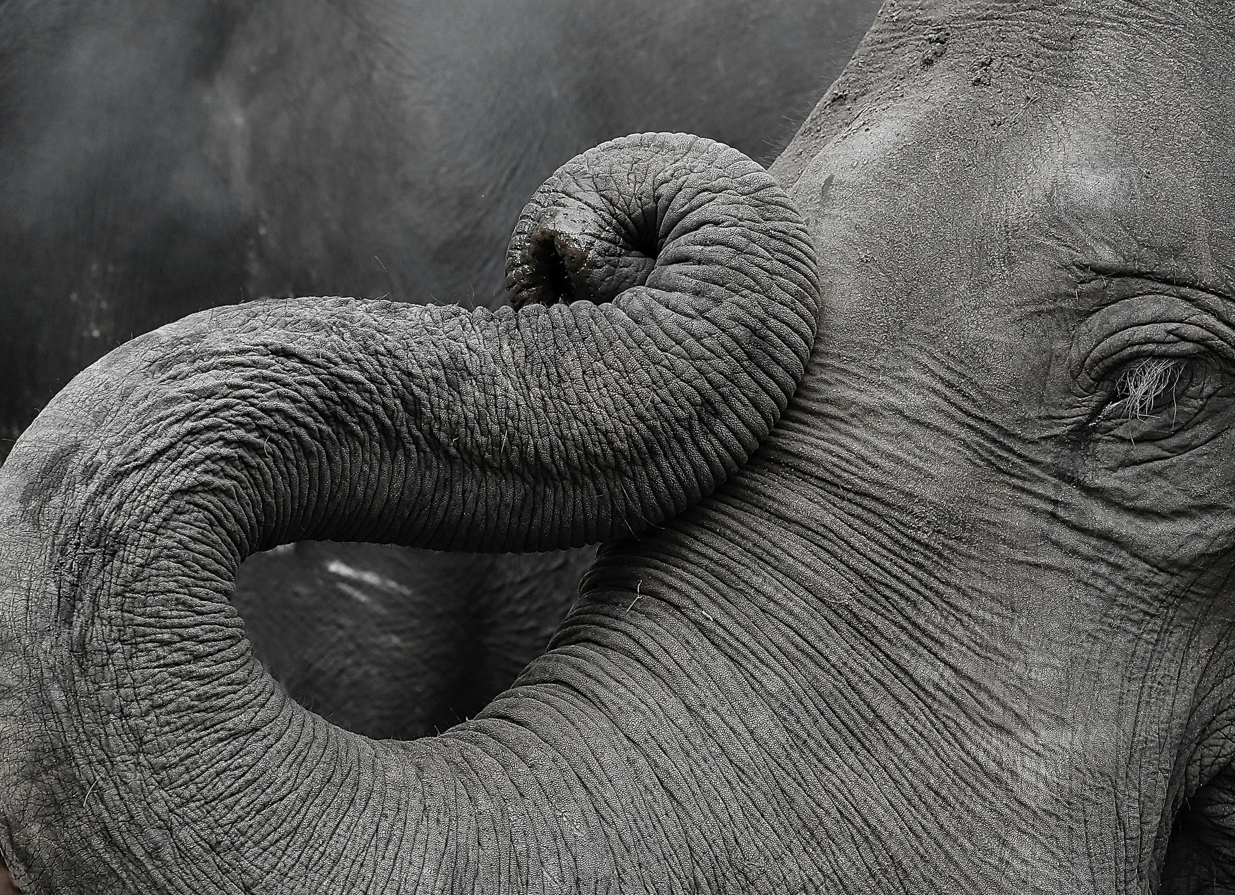 One small step …. for an elephant