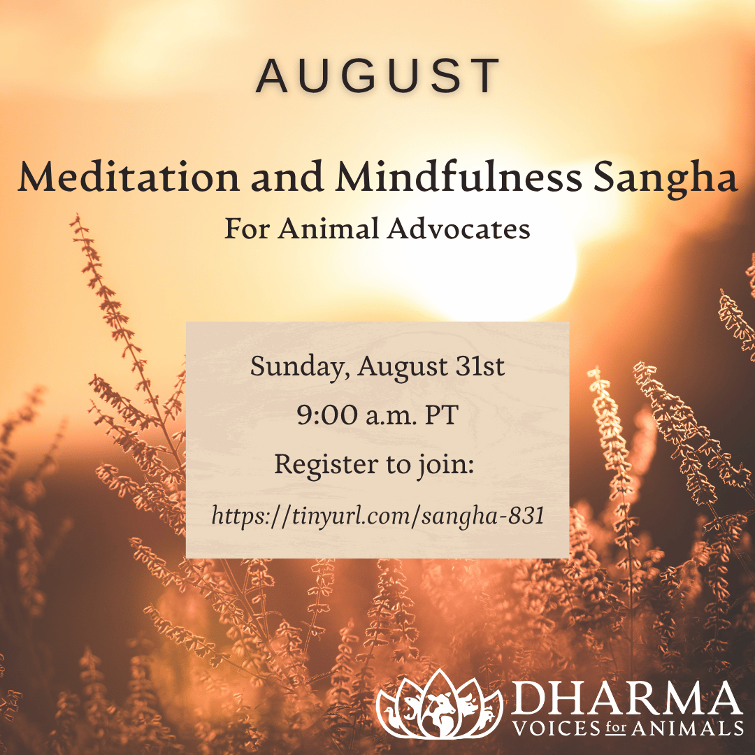 August Meditation and Mindfulness Sangha