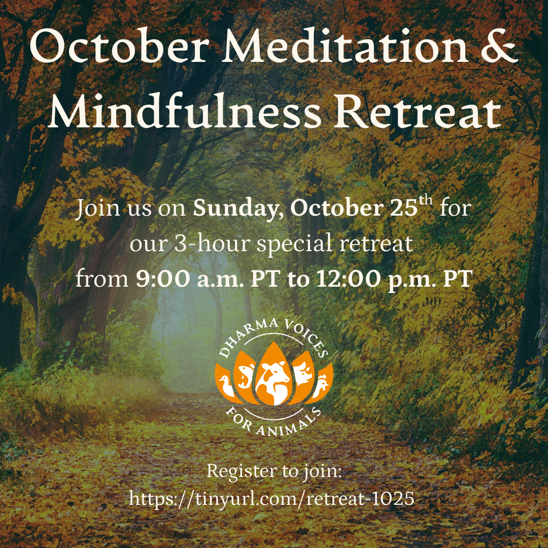 October Meditation and Mindfulness Retreat