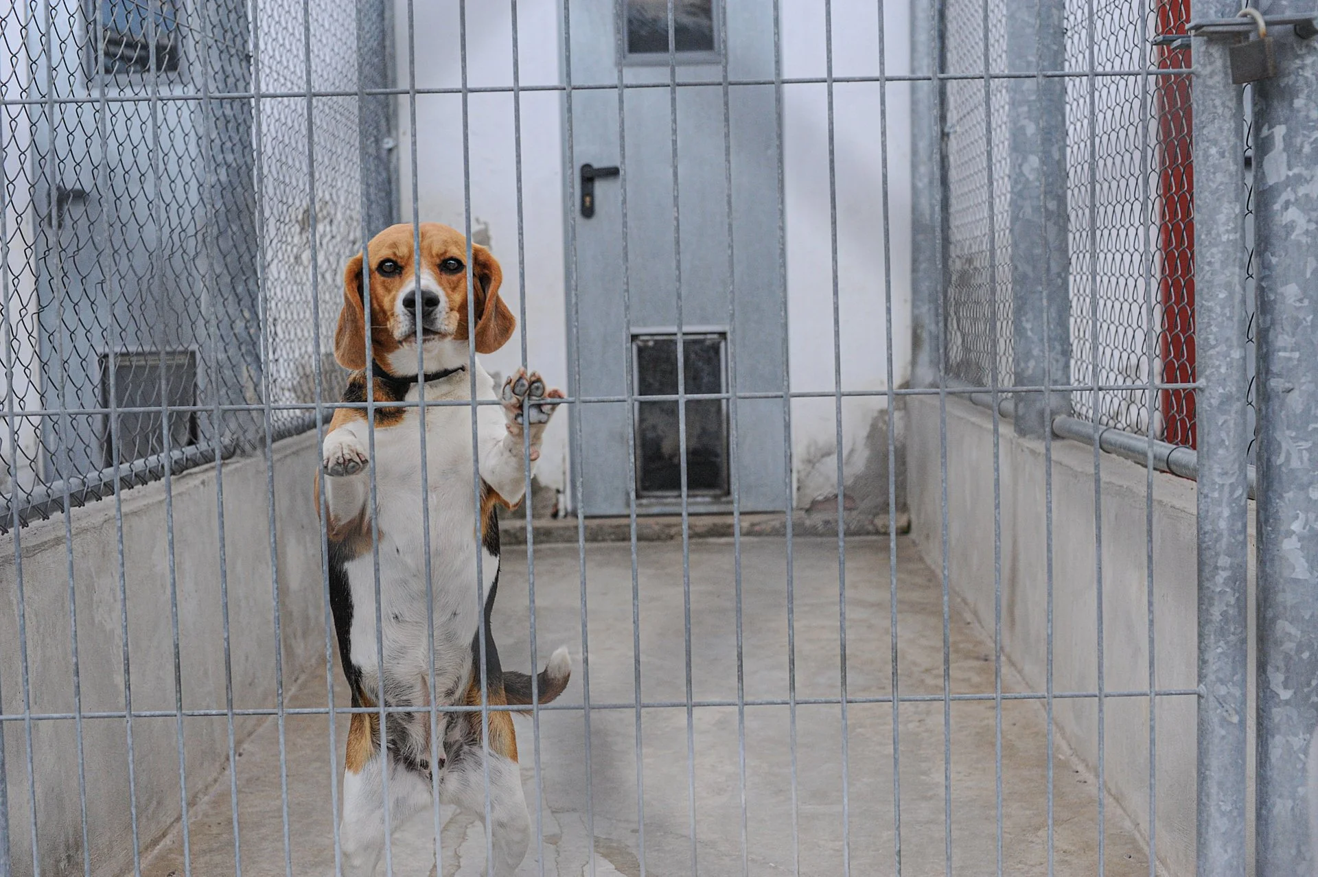 March To Abolish Animal Testing: Albany → Marshall BioResources