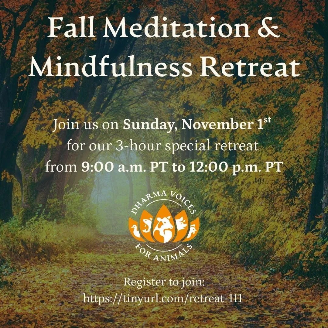 Fall Meditation and Mindfulness Retreat