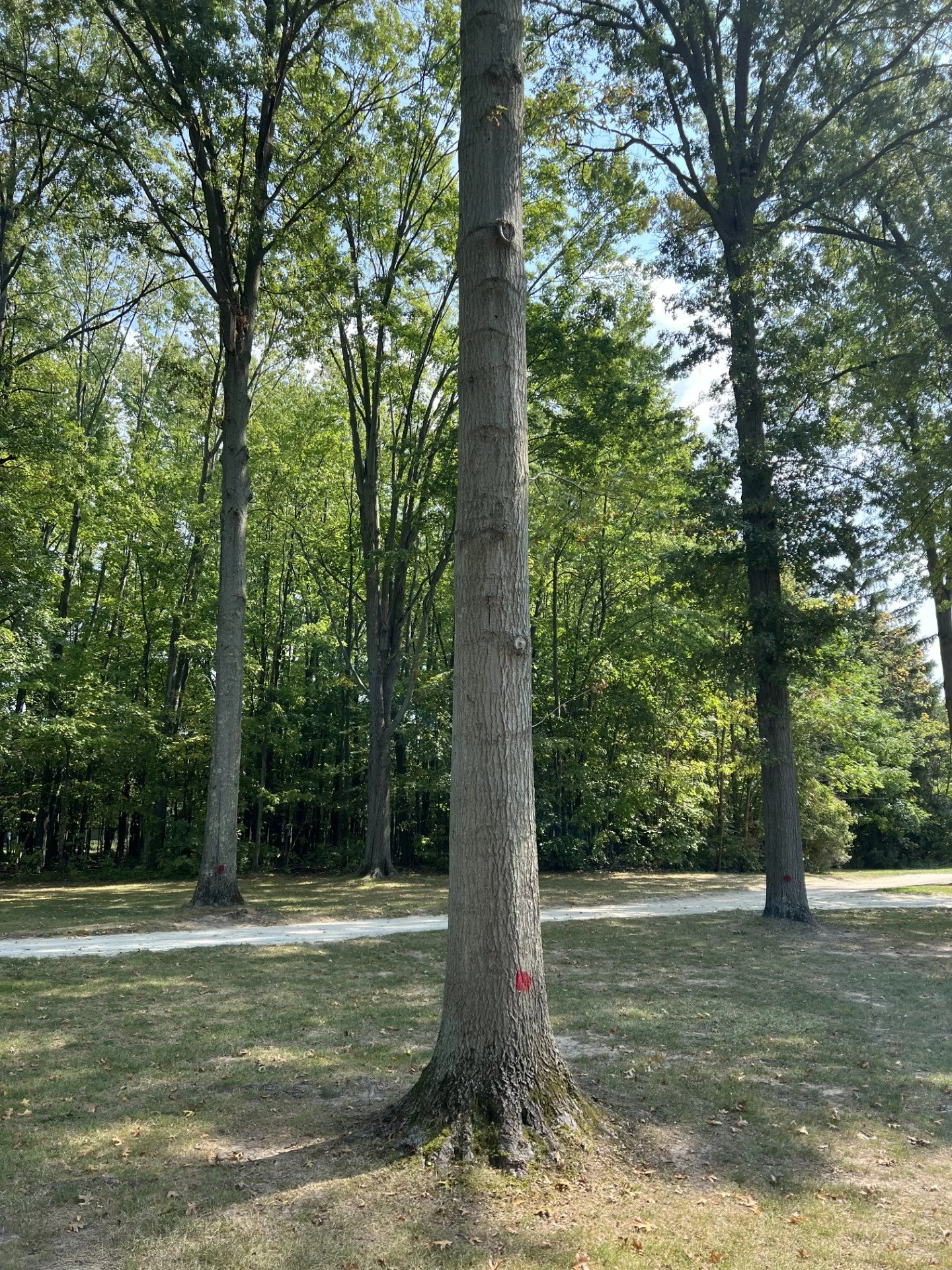 From Tree to Table: Behind the Craft