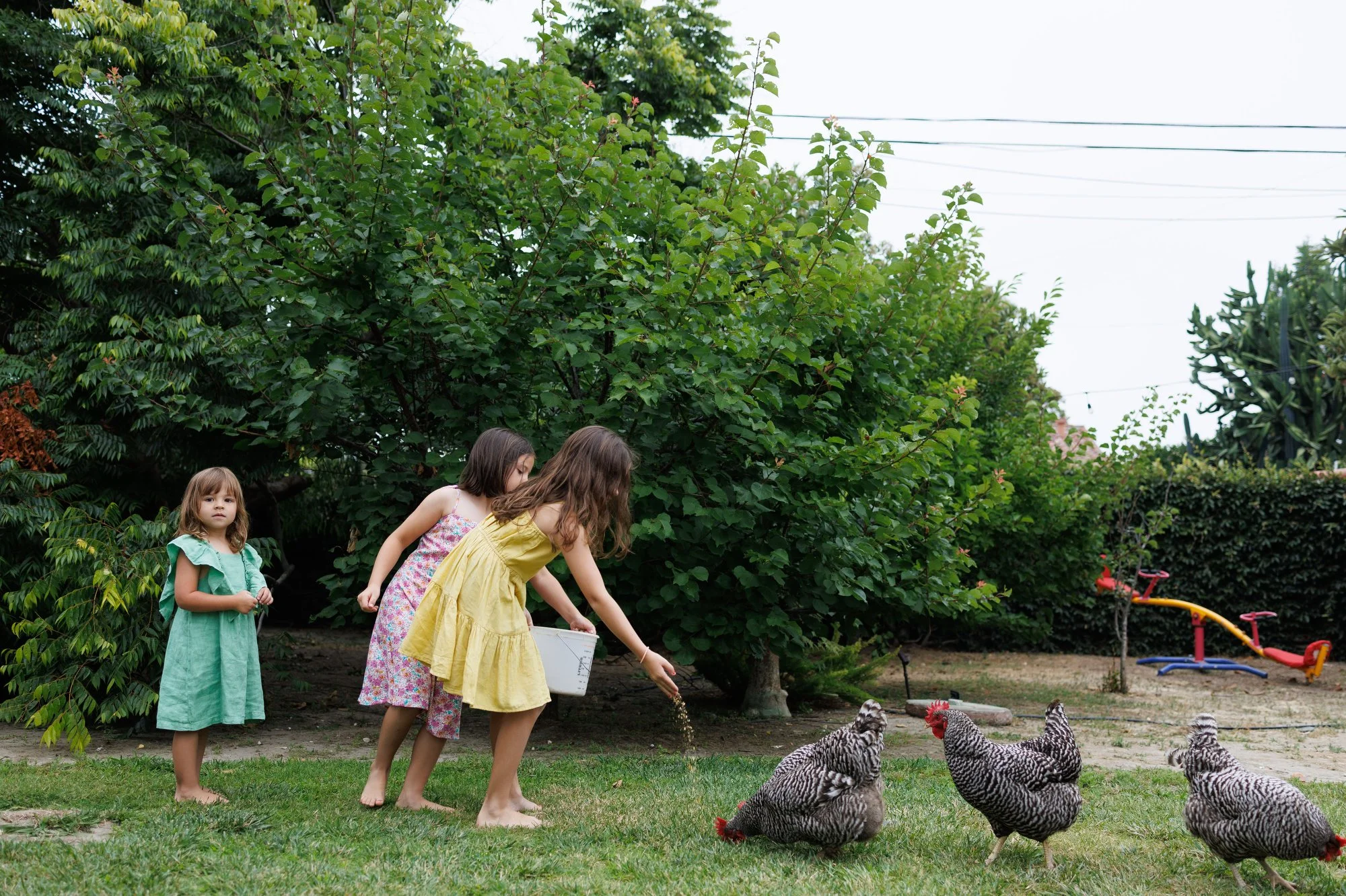 Three little girls in dresses feed chickens during an in-home family photoshoot while one stares directly at the camera