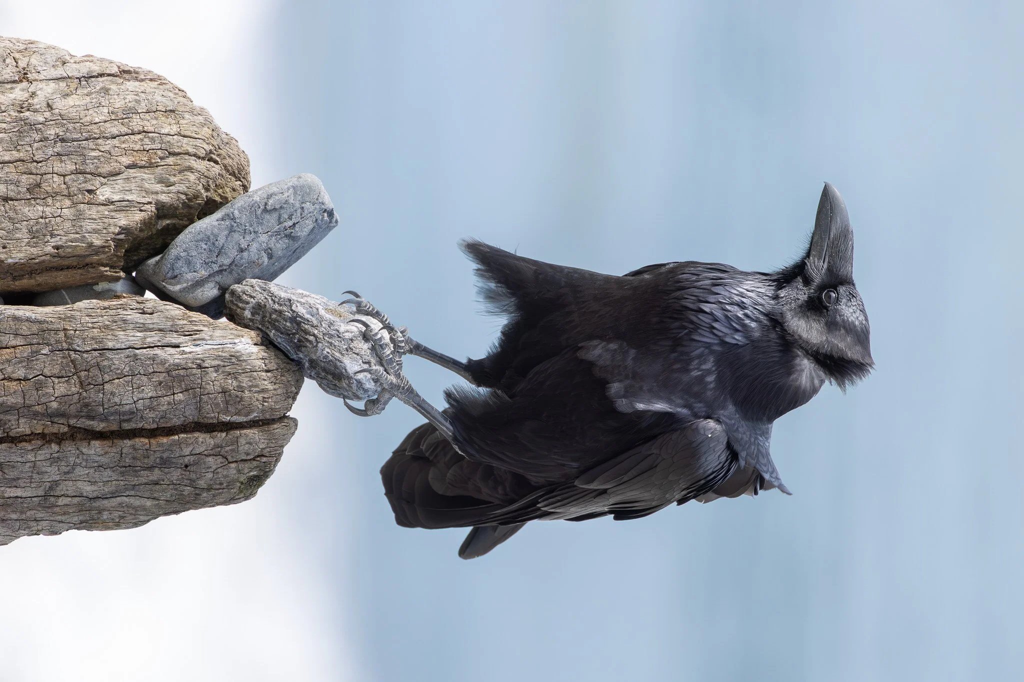Common+Raven+%28Corvus+corax%29.jpg