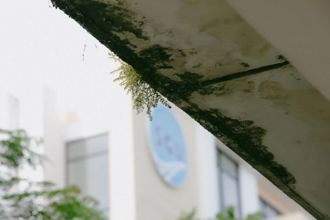 What Health Risks Require Immediate Mold Remediation?