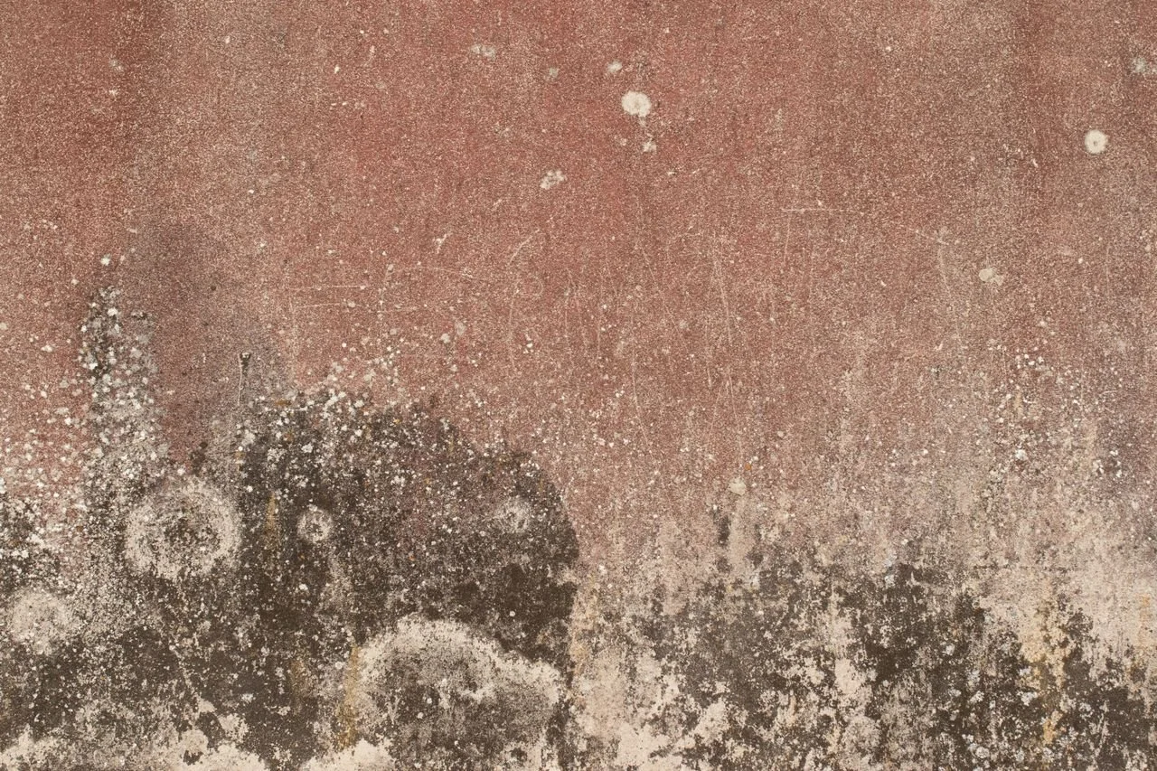 What Causes Mold Problems After Water Damage?