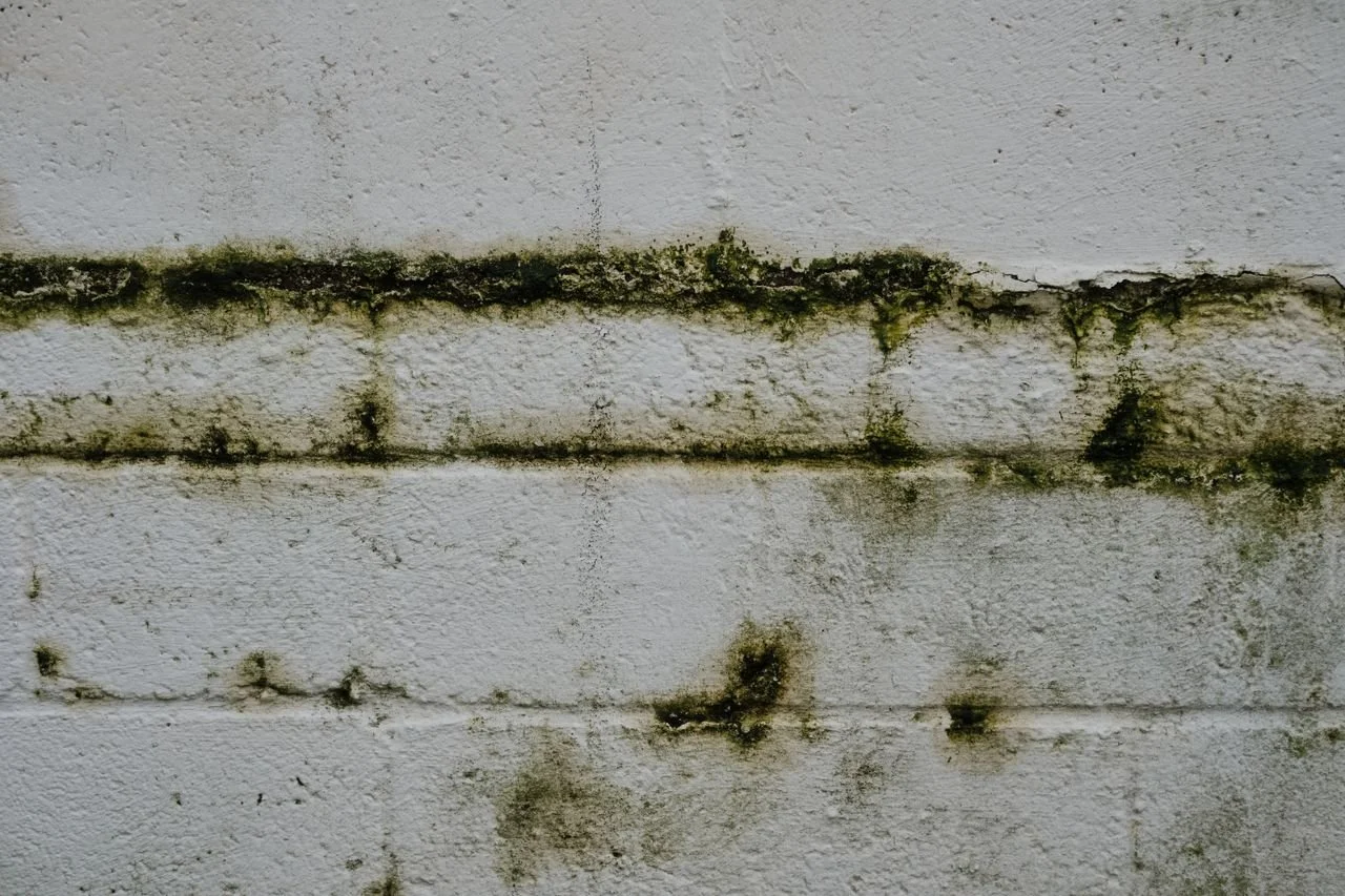 Mold Remediation Lafayette CA