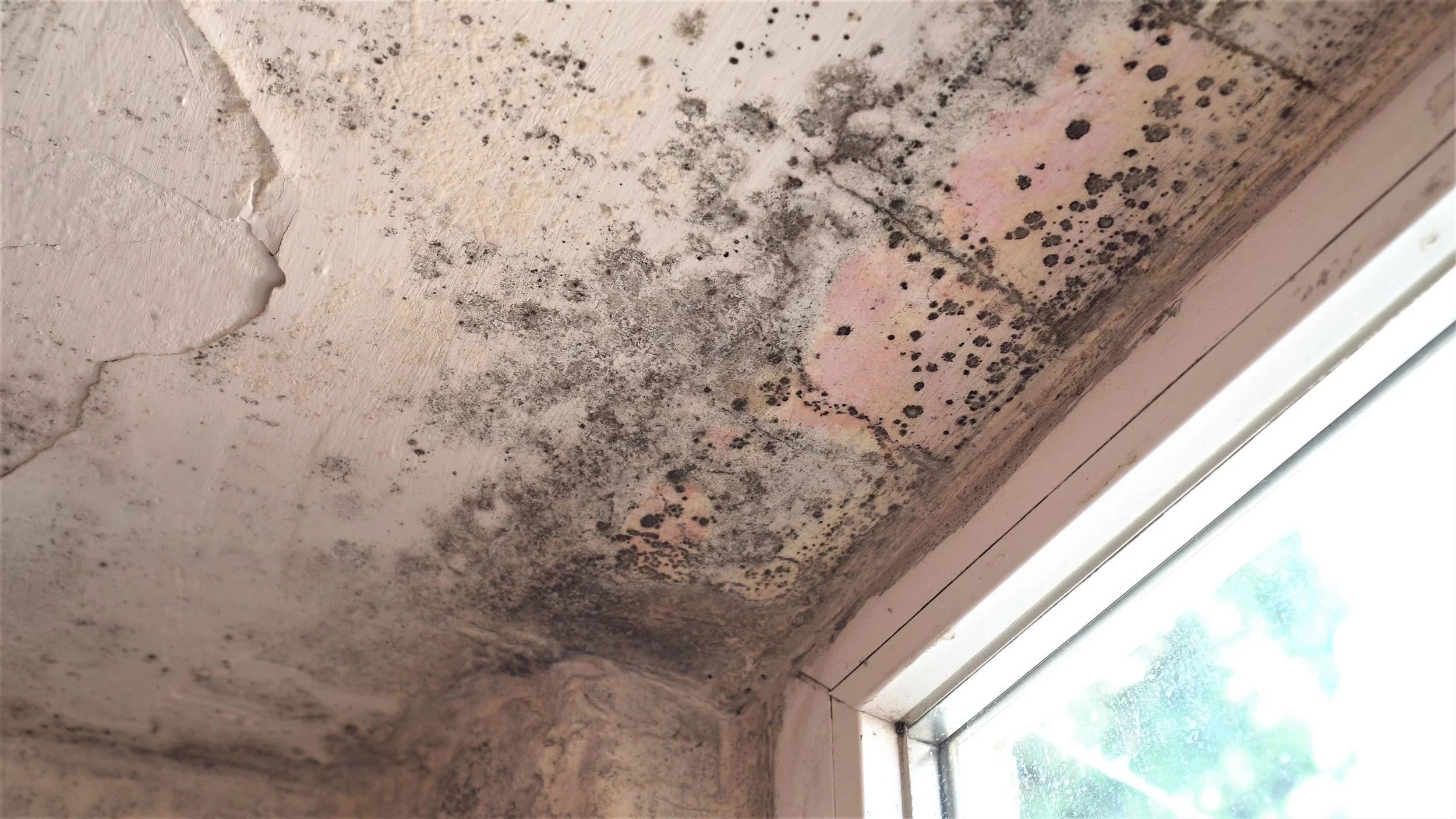 What Are The First Signs You Need Mold Remediation?