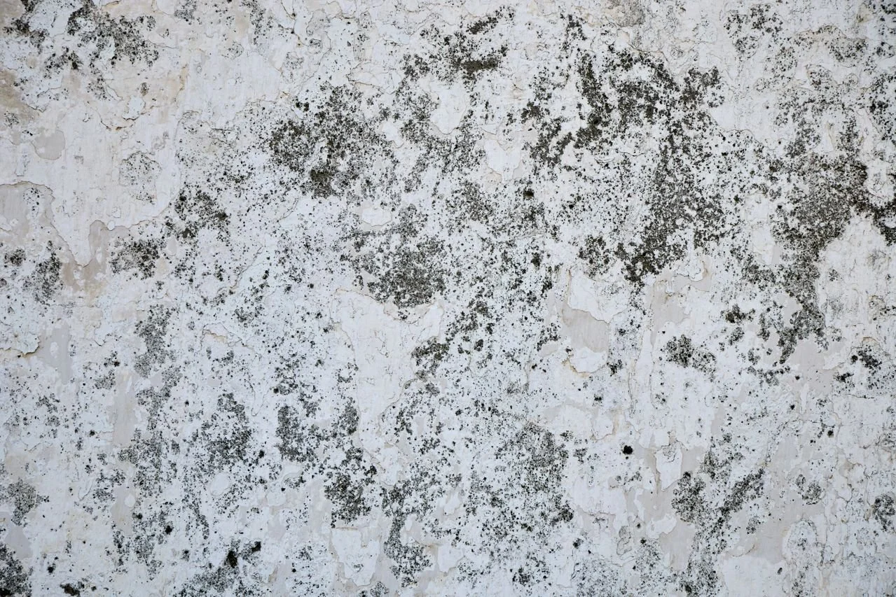 How Does Professional Mold Remediation Work?