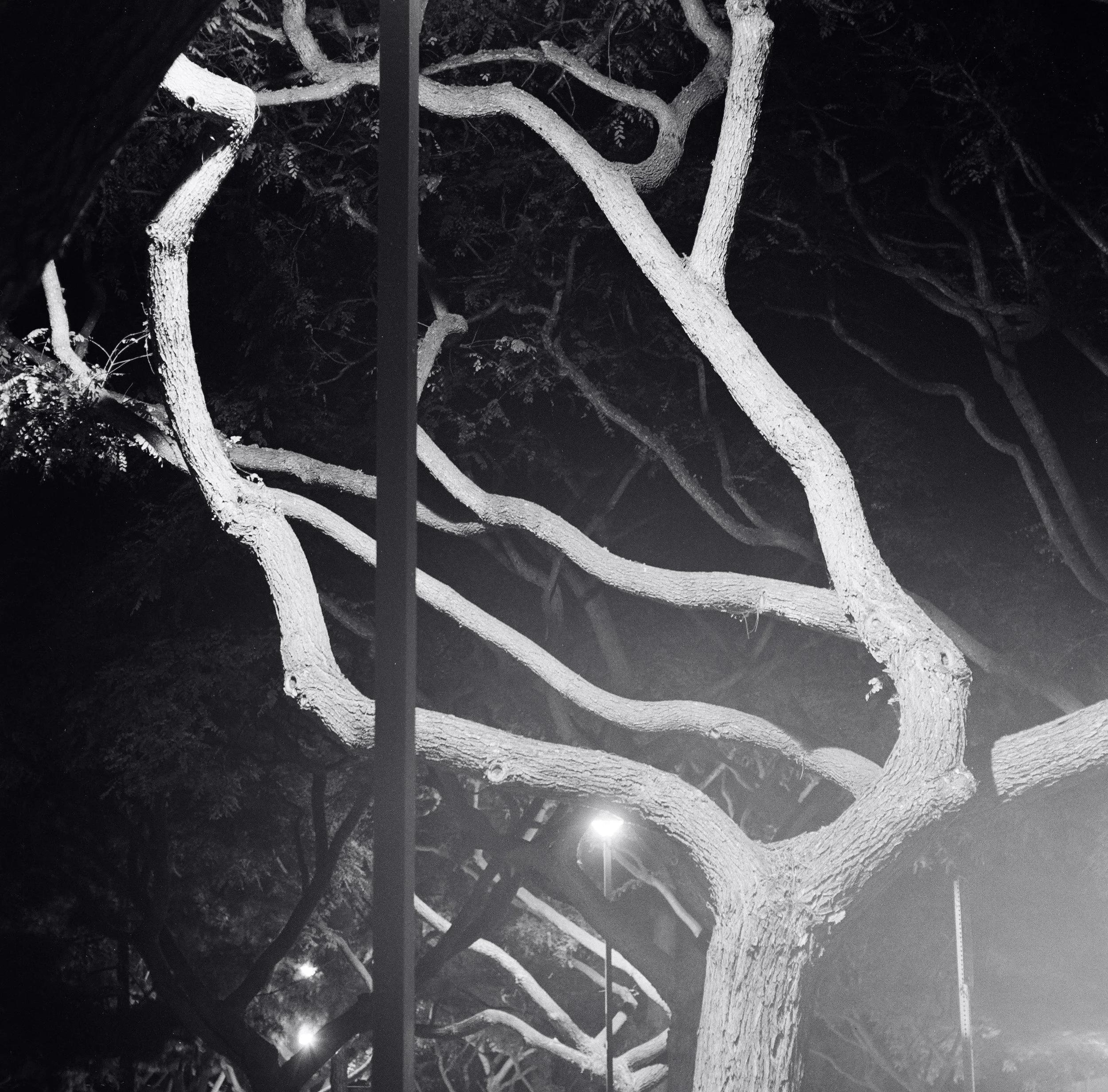 nightphototree2.jpg