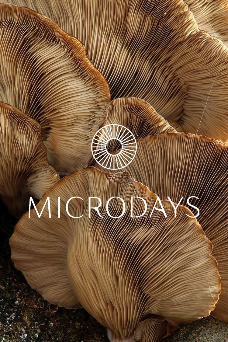 Microdose Mini Retreat | Breathwork + Sound Journey