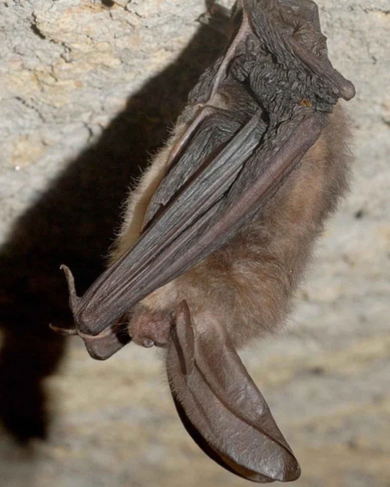 🦇🎨 Last Call for Artists &mdash; Deadline Extended!

Due to recent winter weather, the Virginia Department of Wildlife Resources  had decided that the2026 Restore the Wild Artwork Competition submission deadline will be extended to Monday, February