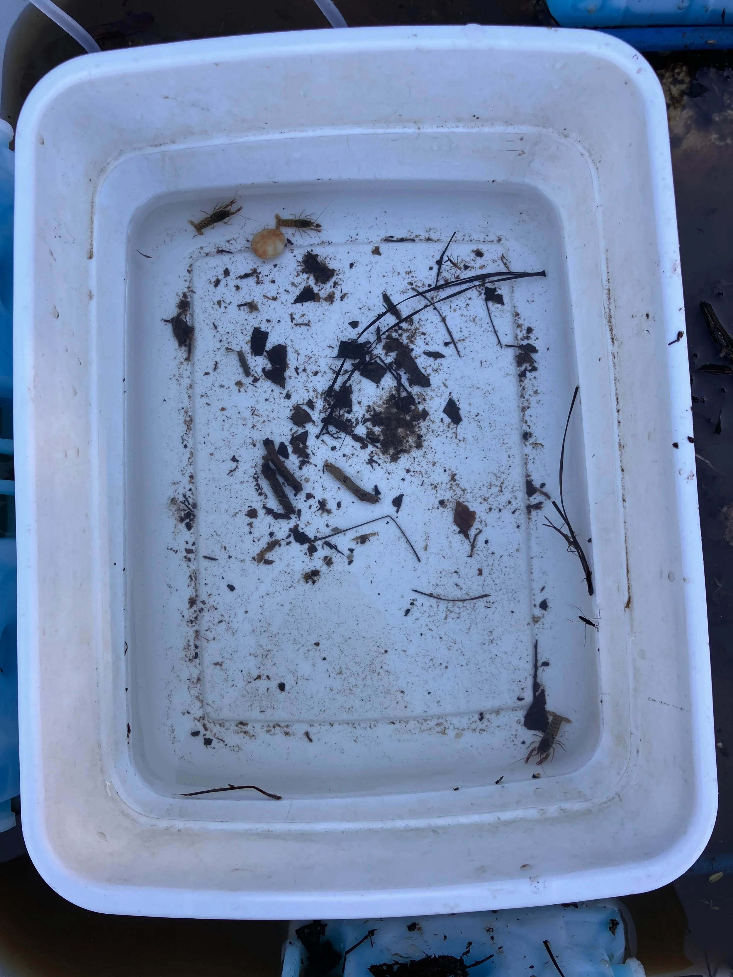 Can you spot the Benthic Macroinvertebrates in the first photo?

For middle schoolers in Caroline County, these tiny aquatic critters were just one part of today's Meaningful Watershed Educational Experience (MWEE), hosted by @hanover.caroline.swcd.
