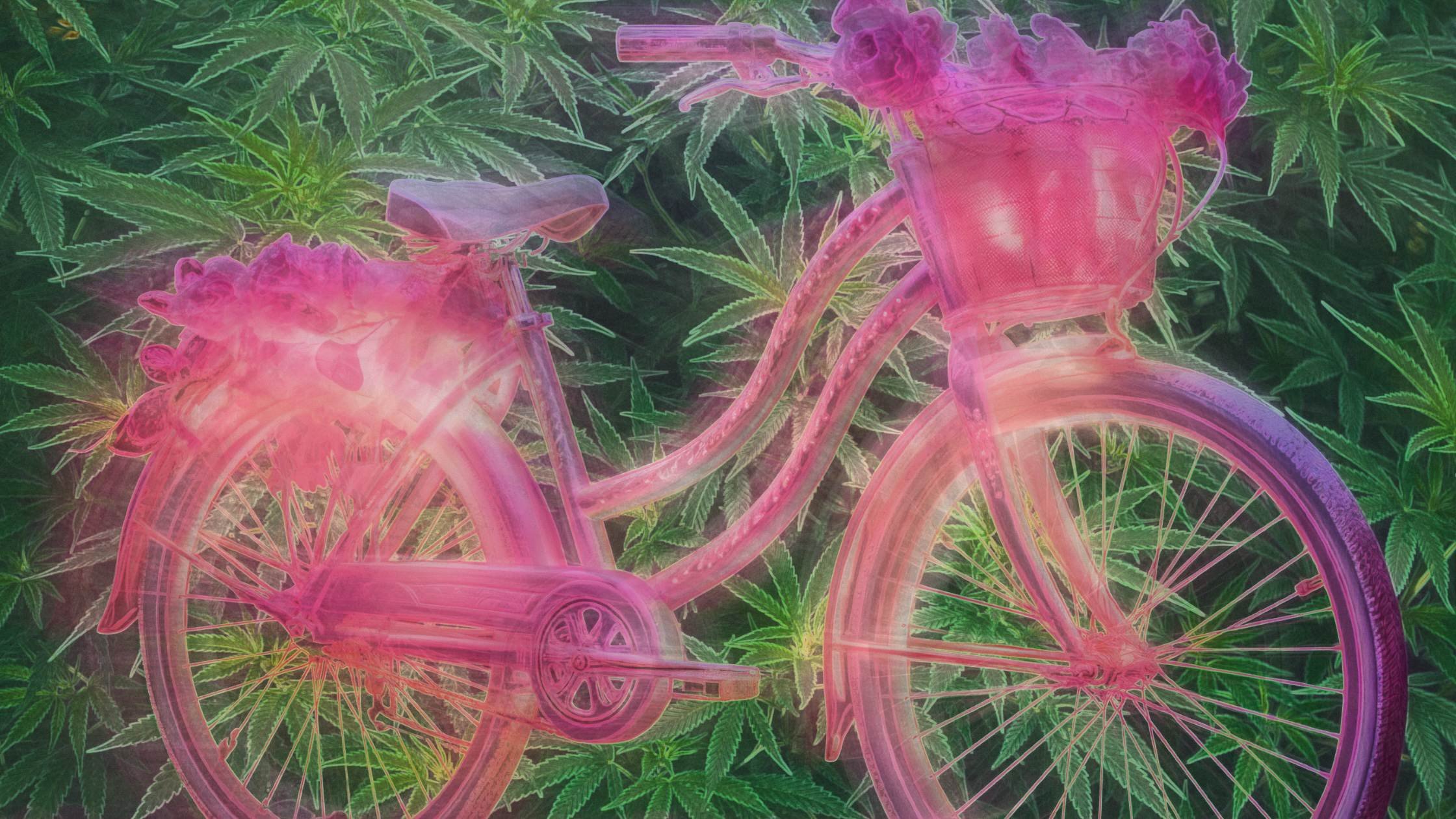 Pink bike in front of cannabis plants