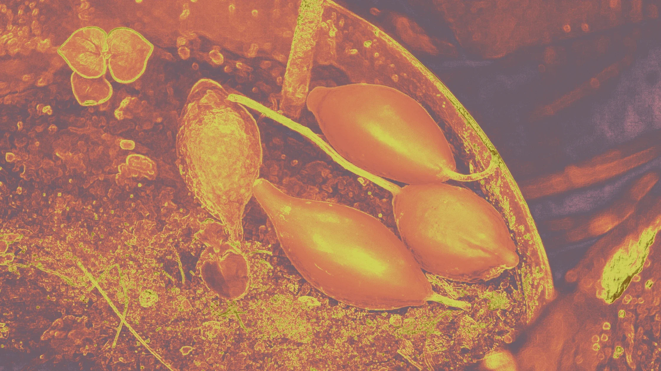 Ibogaine Retreats and Ibogaine Treatment: What We Hear on the Fireside Support Line