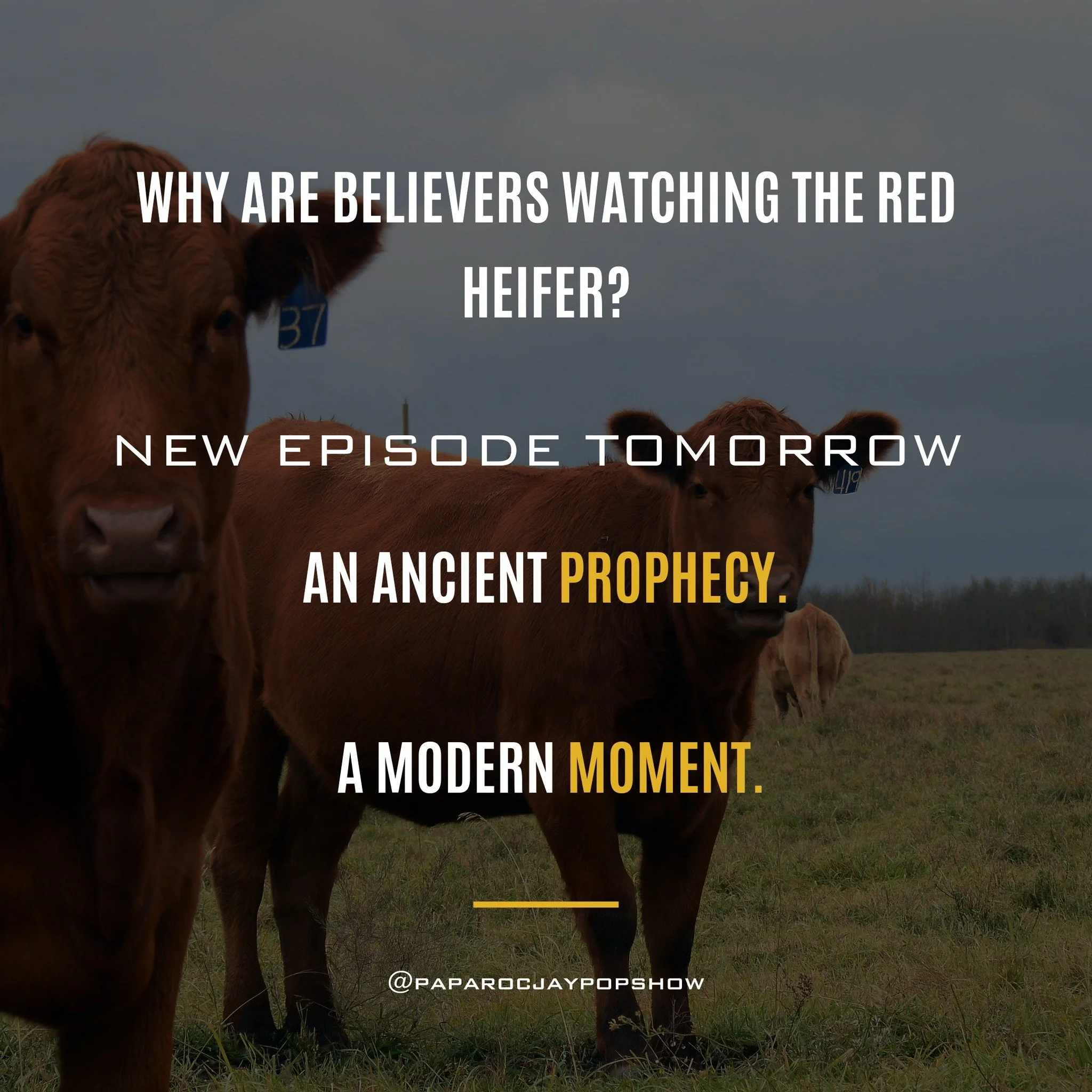 The red heifer isn&rsquo;t folklore &mdash; it&rsquo;s biblical.

For centuries, it&rsquo;s been tied to purification, temple worship, and future prophecy. Now, many are asking whether its reappearance points to something bigger unfolding before our 