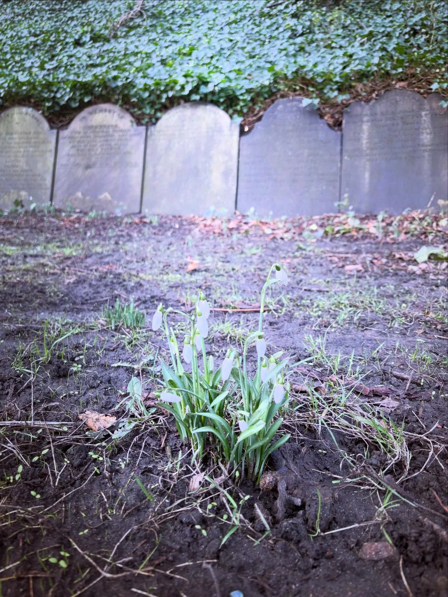 I know we&rsquo;re not quite there&hellip; But its coming - Life &amp; Death - its all mutually arising #Snowdrops #stjamescemetery #liverpool