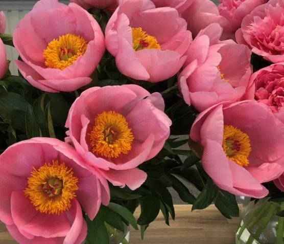 PEONY Soft Salmon Saucer Gorgeous and Unusual Cultivar VERY LIMITED QUANTITIES