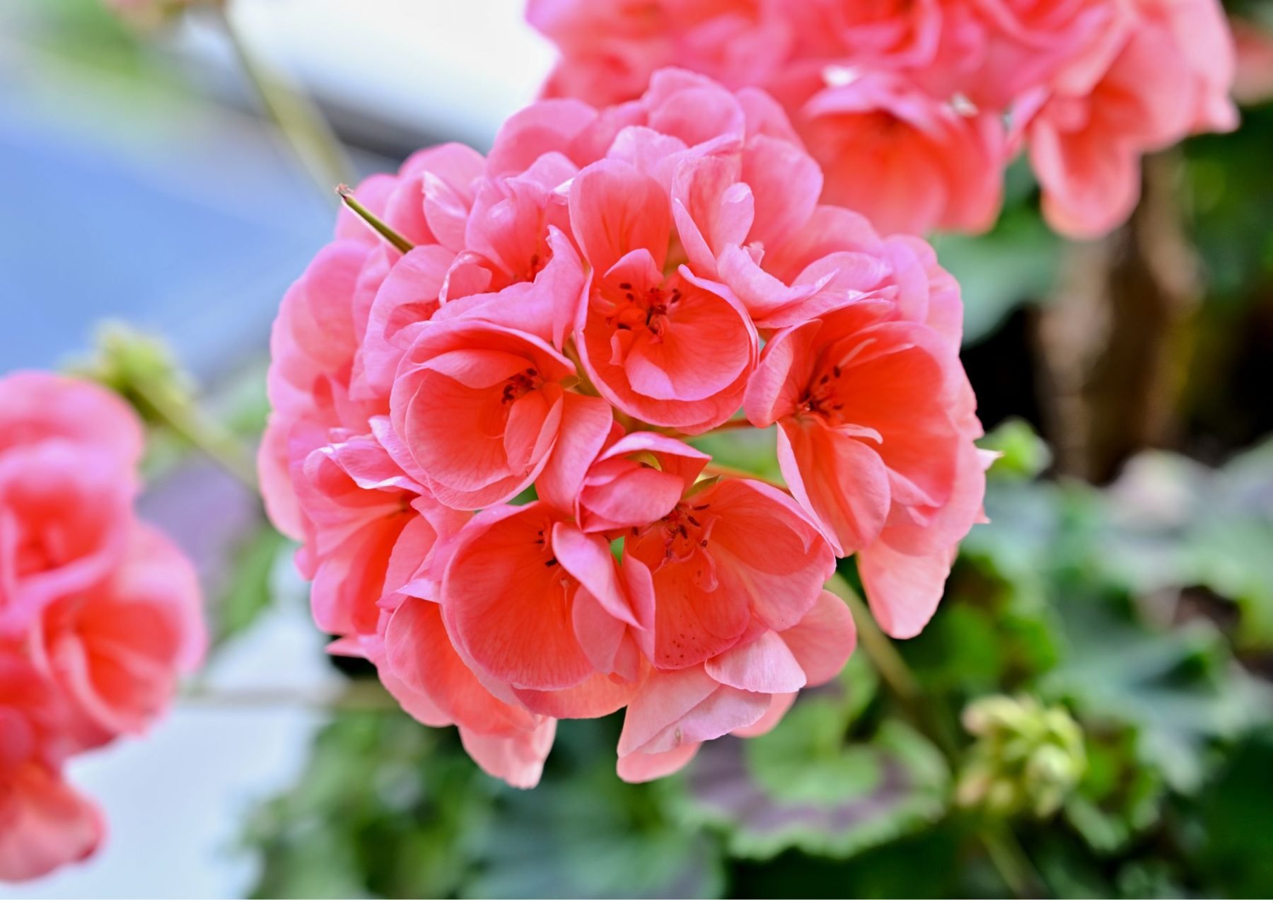 key-ingredients-geranium_img1.jpg