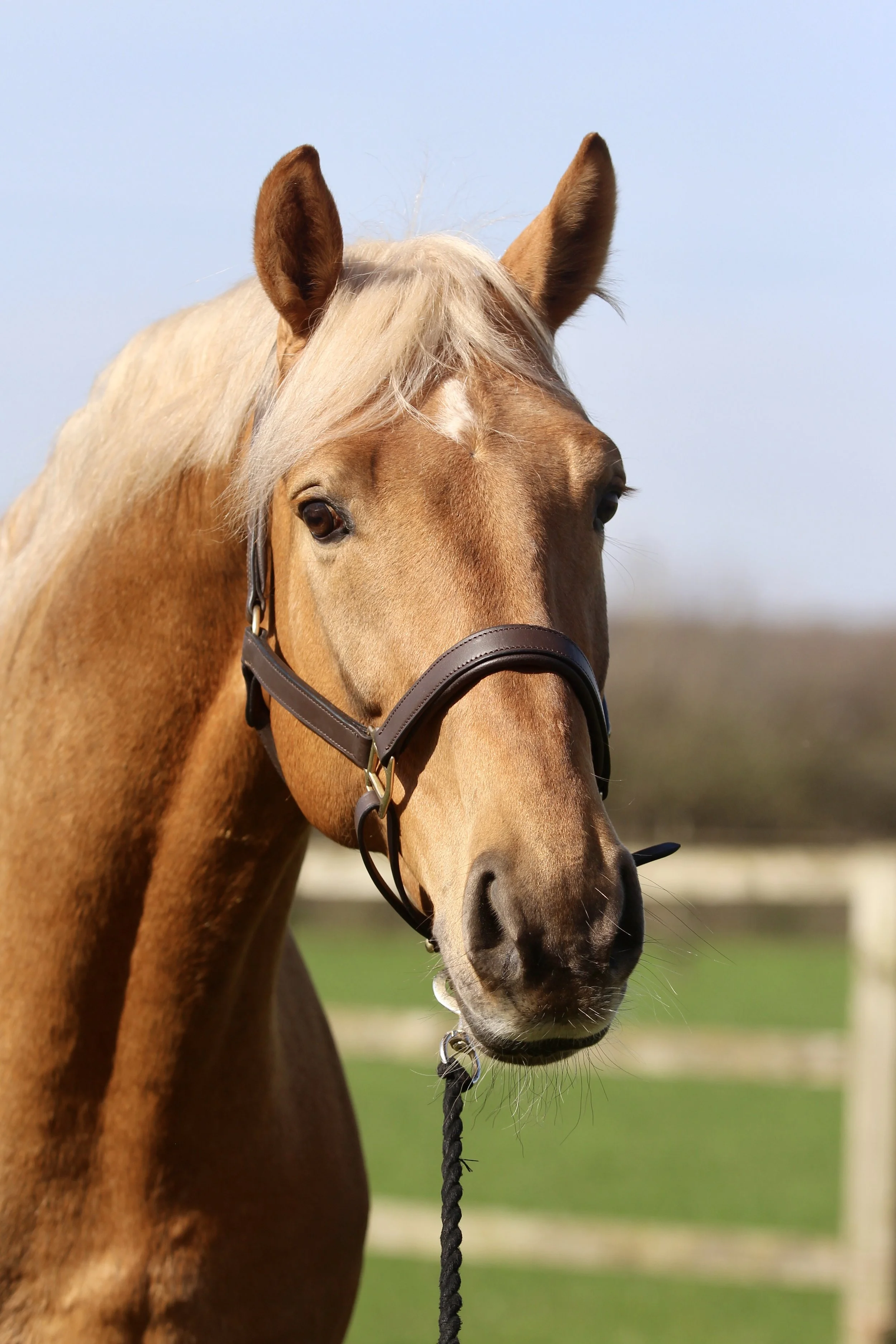 Jalapeño Stallion At Stud — Risada Stud