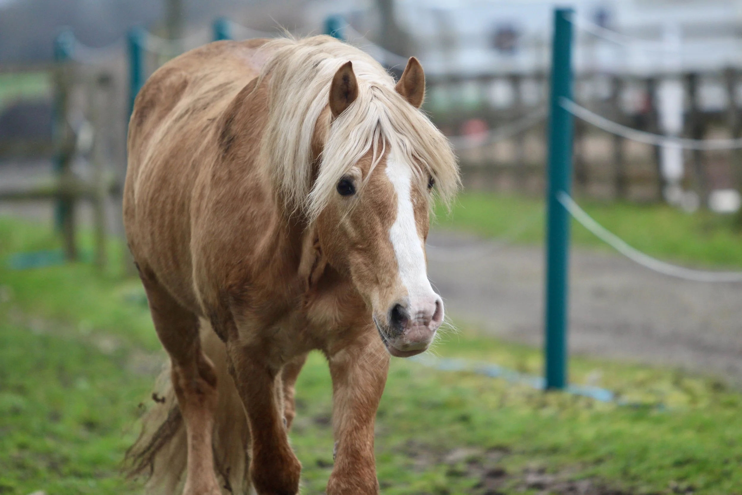 A palomino horse with a light cream mane standing in a fenced outdoor field.