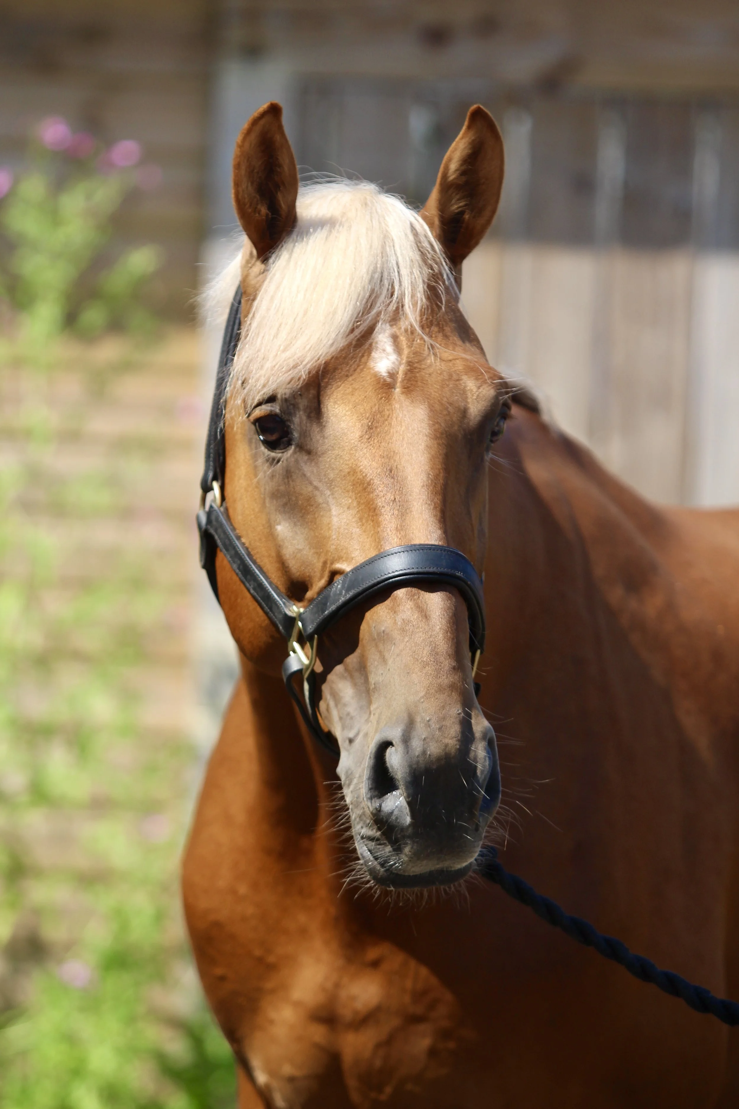 A close-up of a palomino horse with a white mane, wearing a bridle, standing outdoors with a cloudy sky and green landscape in the background.