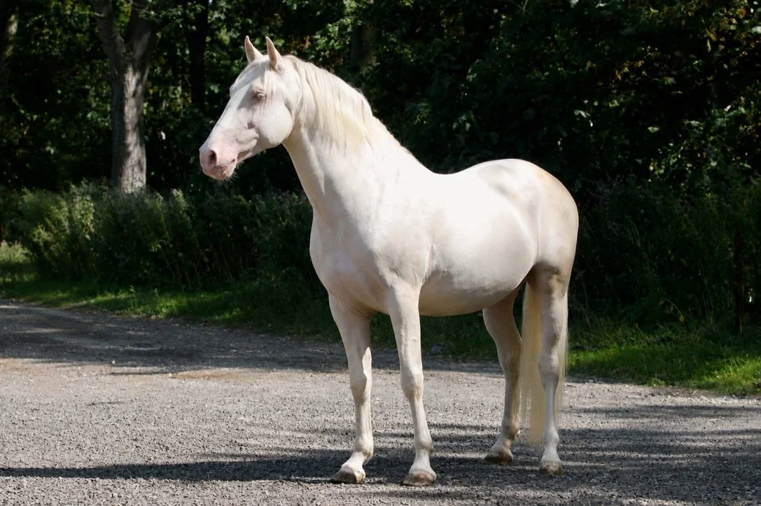 DB5EC92C-8EDB-4BB9-9045-89FBCB0FAB61_1_105_c.jpeg