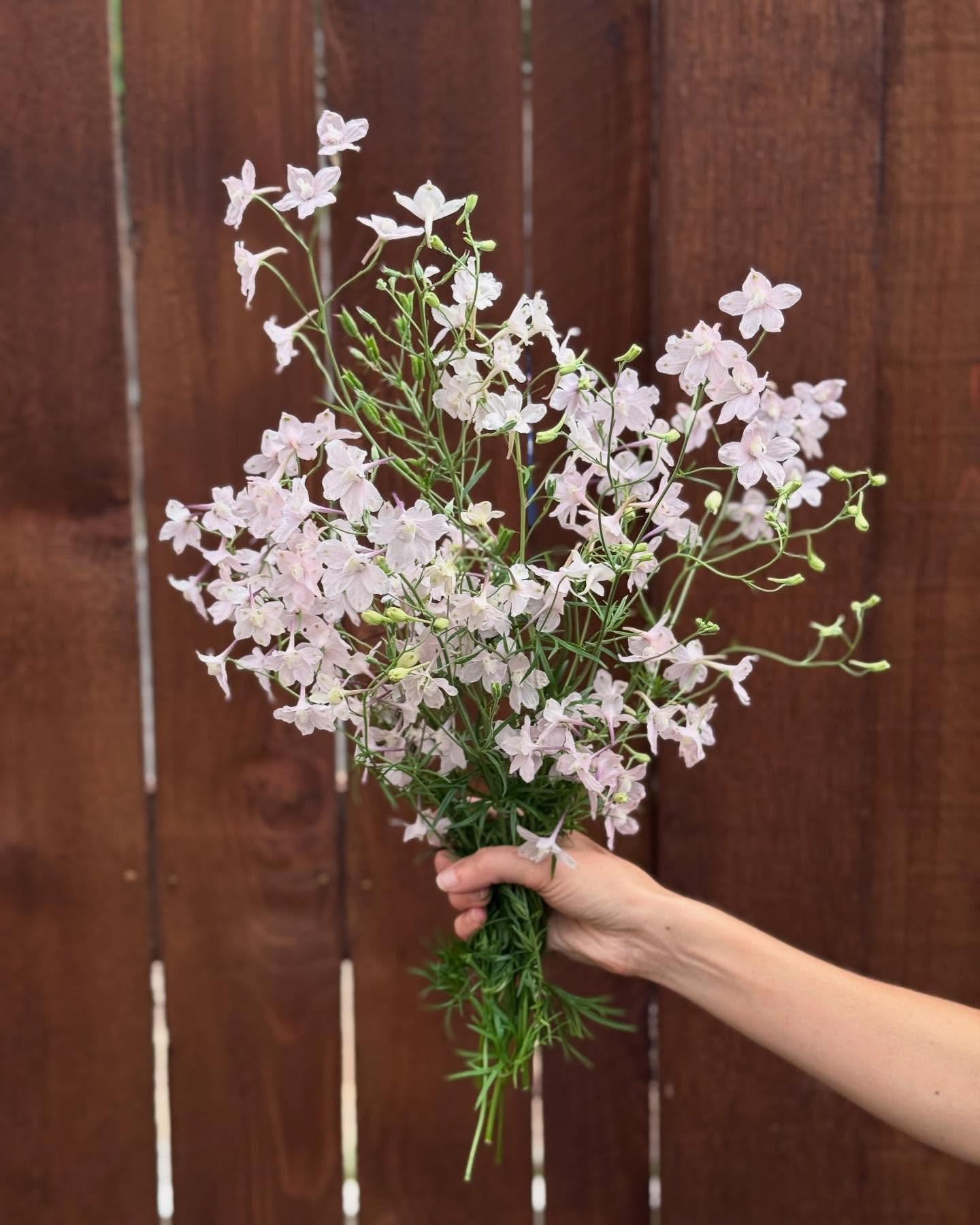 An ode to the Chinese Delphinium &lsquo;Pink Butterfly&rsquo; 🤍 I love everything about her. 

#cutdlowerperennial #growyourownflowers #gardengloves #ecofriendlygardengloves #gardenessentials #gardenersknow #chinesedelphinium #delphiniumchinensis