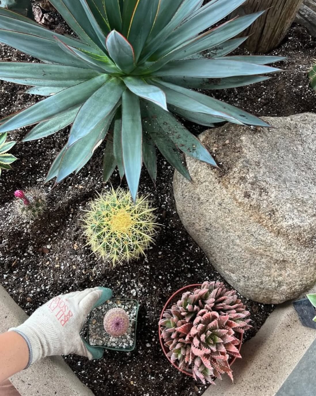 Here for your prickliest garden jobs 🌵

📷: @lokeydesigns hard at work

#gardengloves #ecofriendlygardengloves #gardenessentials #ecofriendlyproducts #rileyandsons