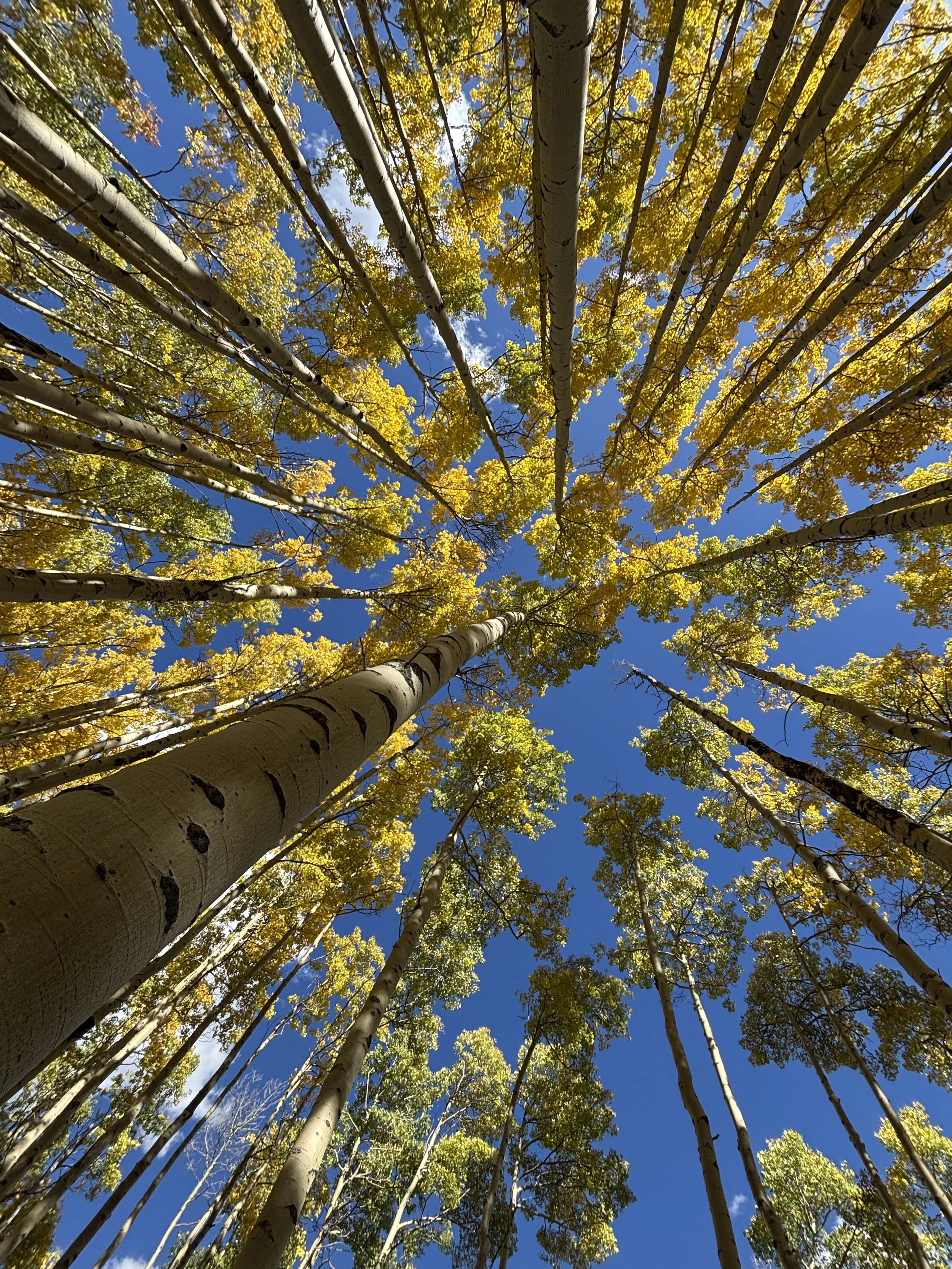 aspen2.jpg