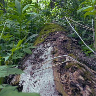 Connect to the Earth