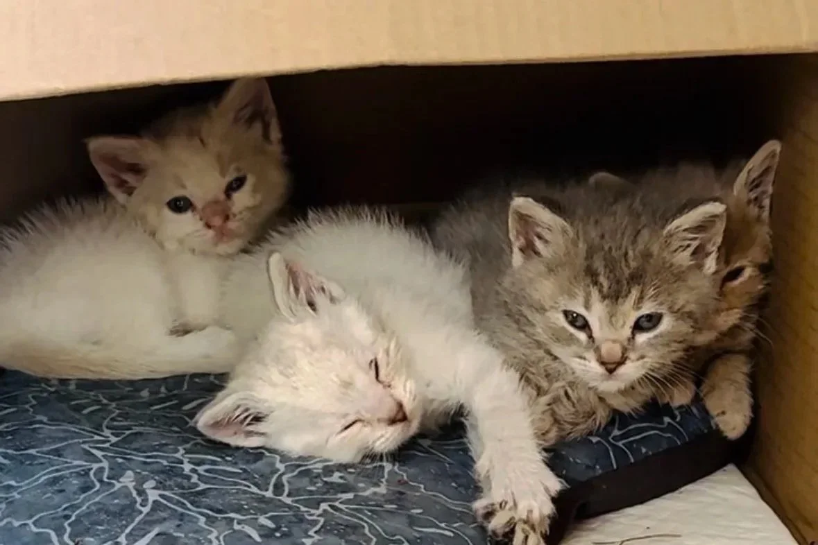 The Porch Box Rescue