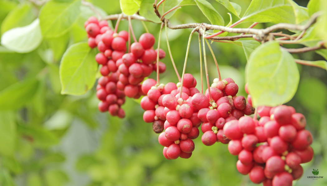The Powerful Benefits of Schisandra
