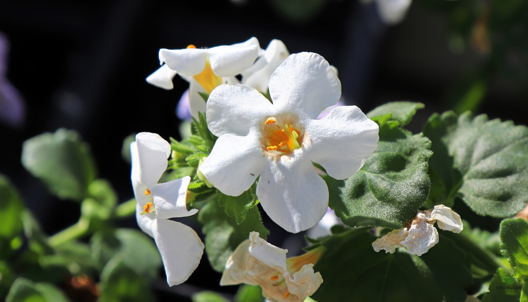 Boost Your Brain Power Naturally with Bacopa Monnieri