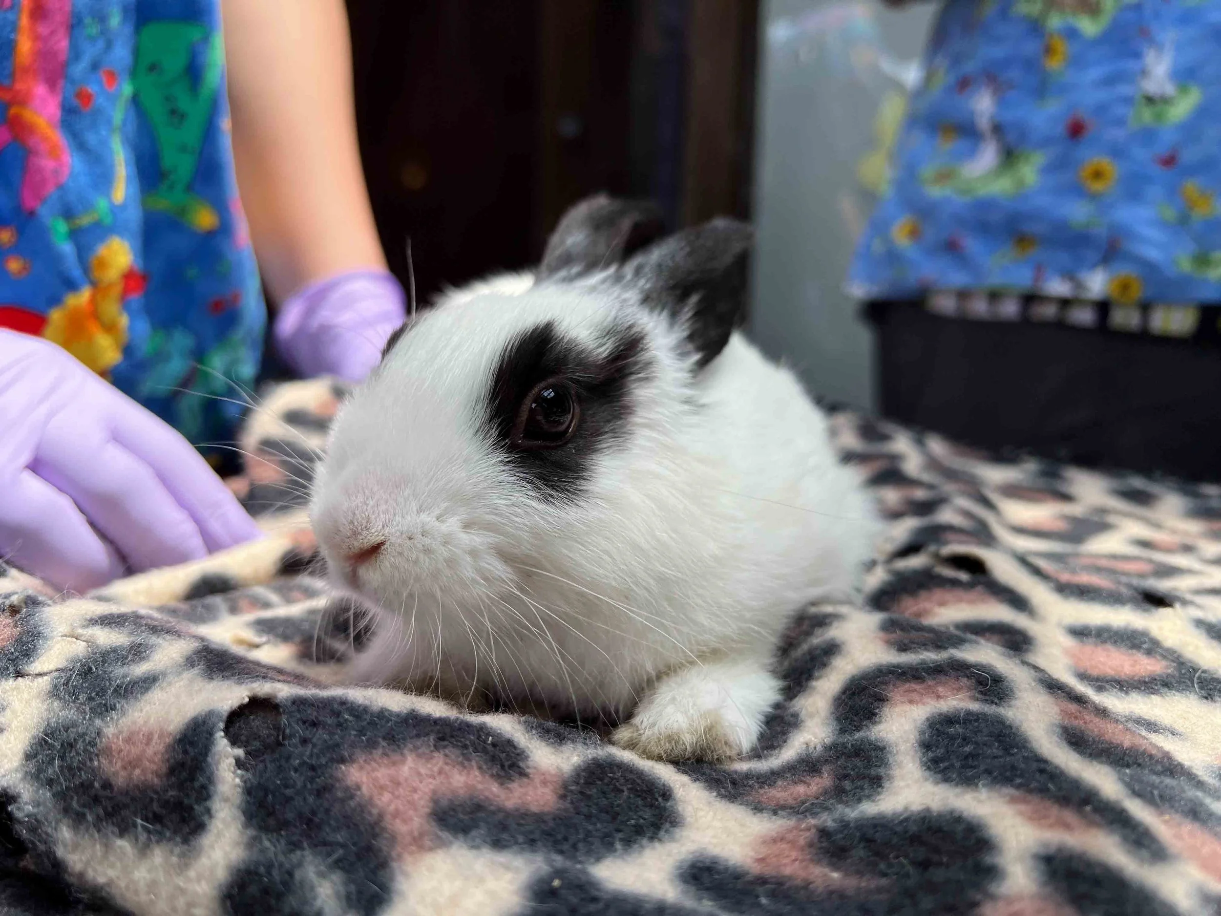 Adopt From A Chapter — House Rabbit Society