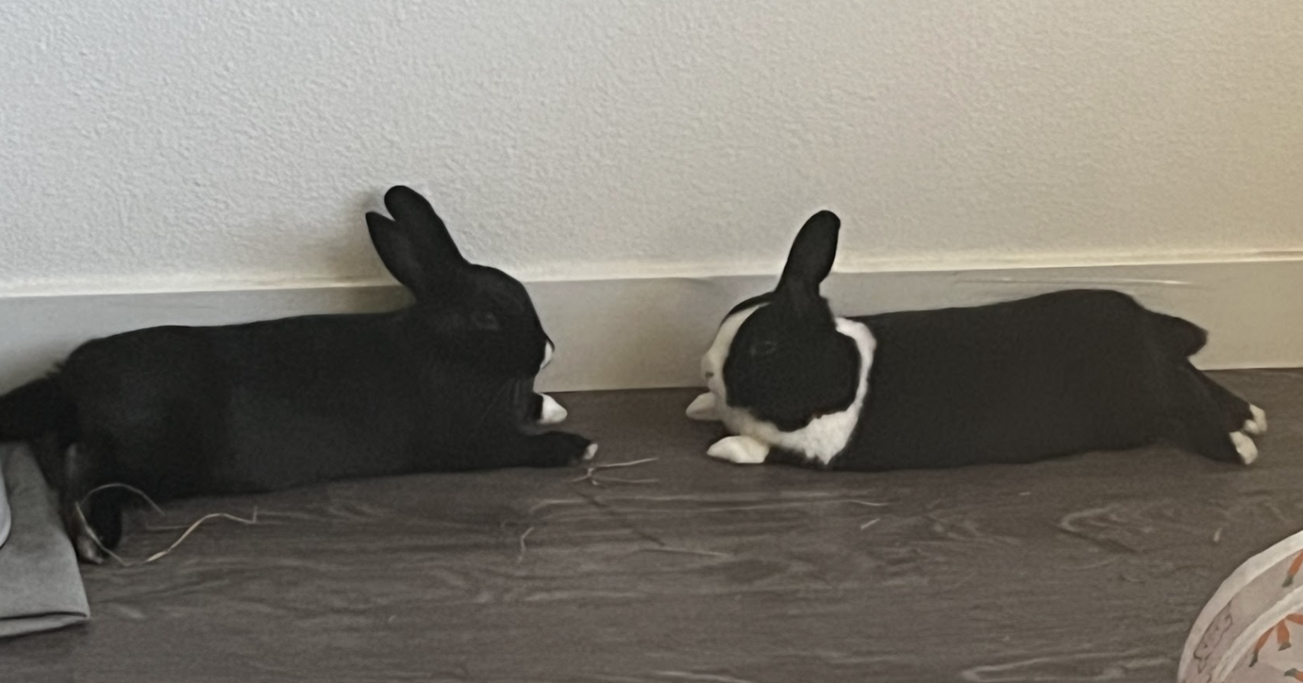 Rabbit Lingo — House Rabbit Society