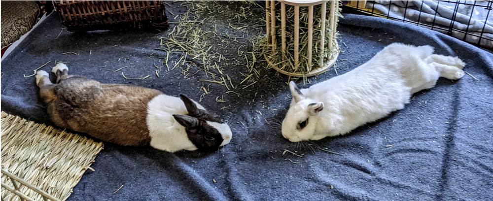 Rabbit Lingo โ House Rabbit Society