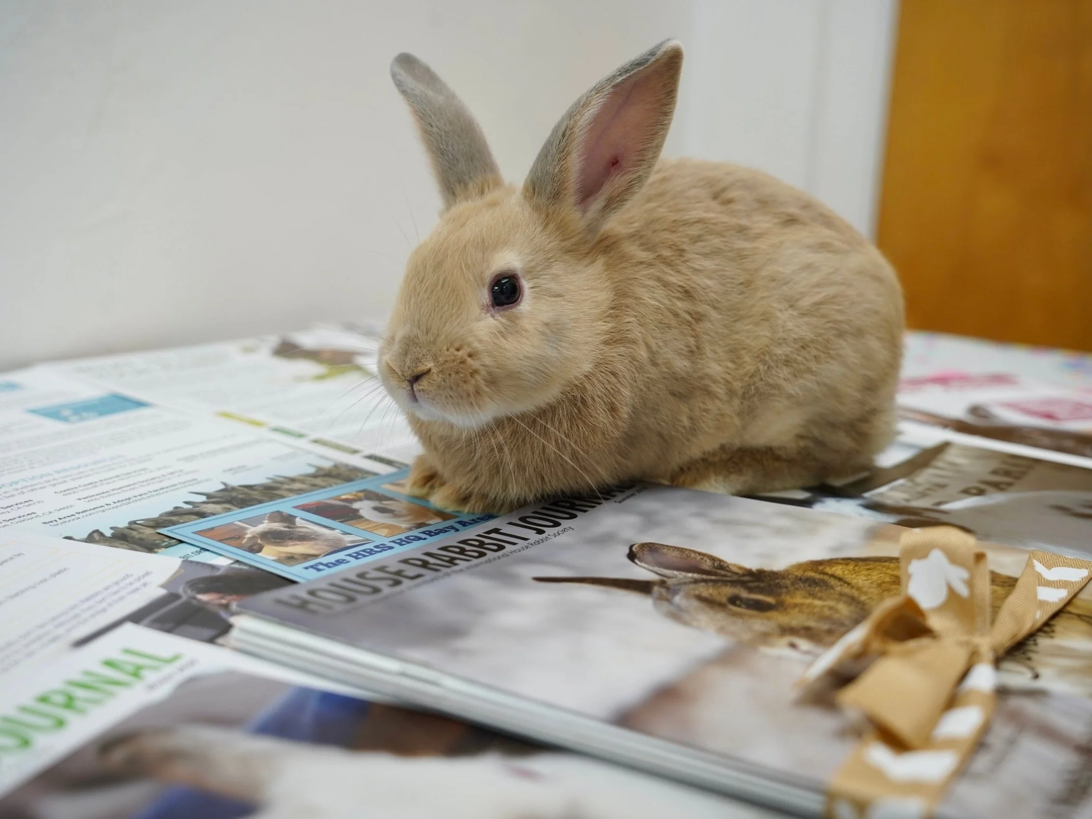 Humane Education — House Rabbit Society