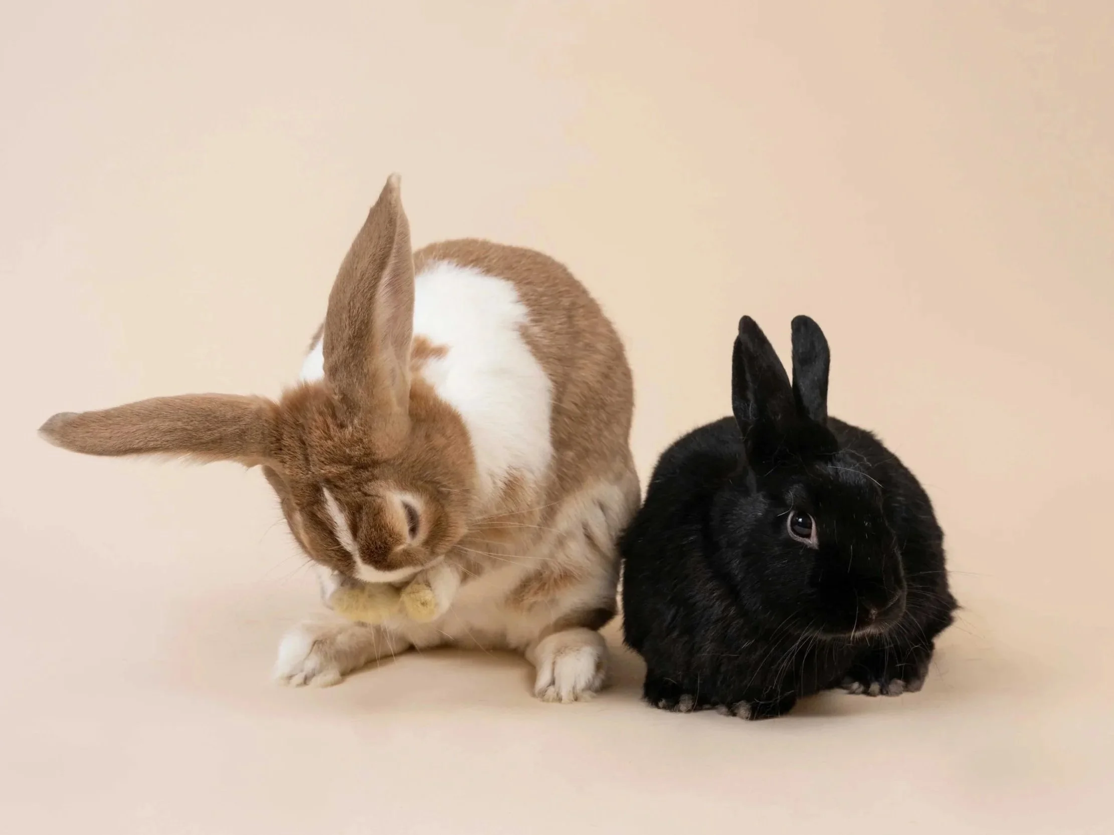 Class Rabit Classes — House Rabbit Society