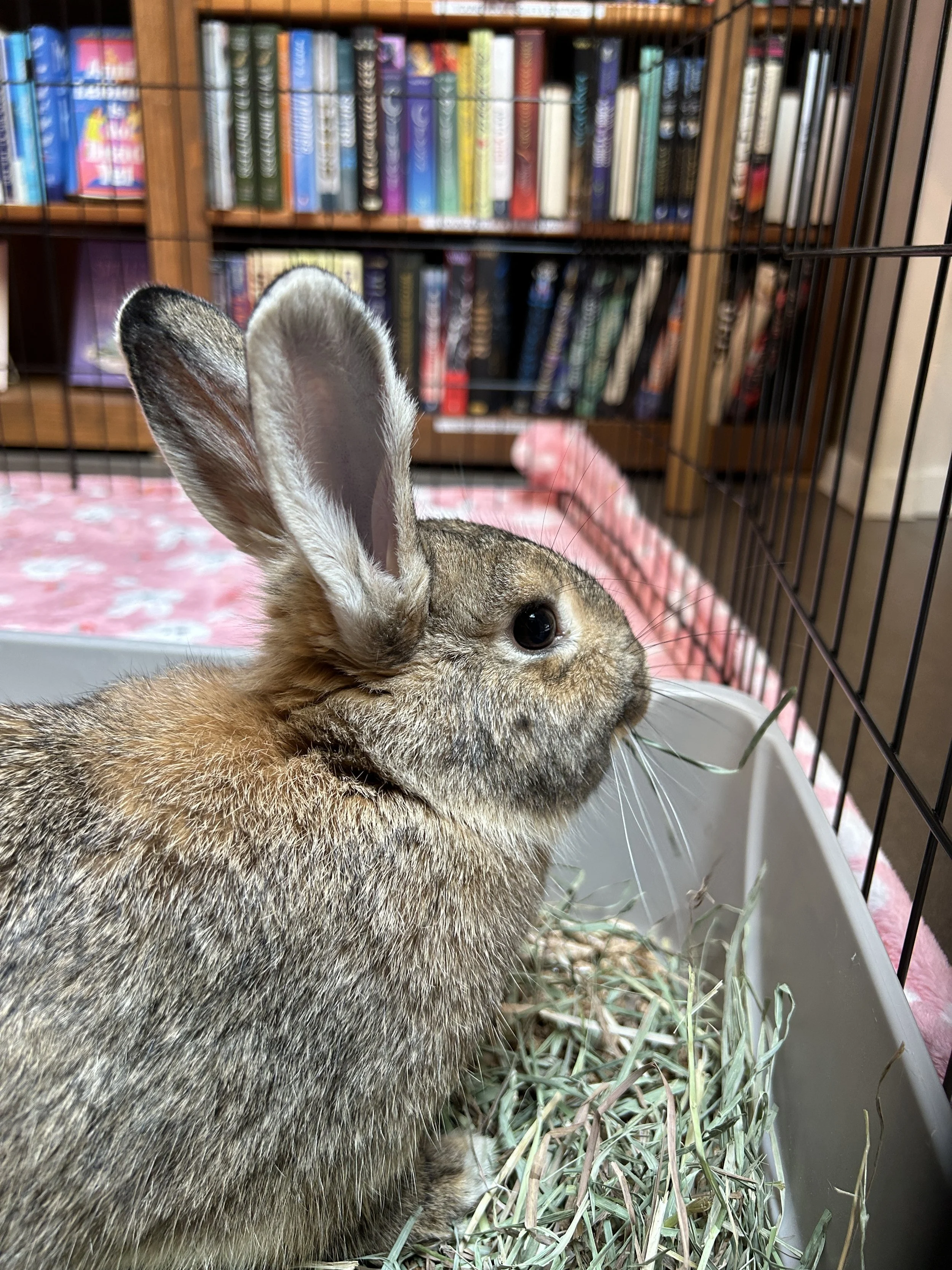 Education — House Rabbit Society