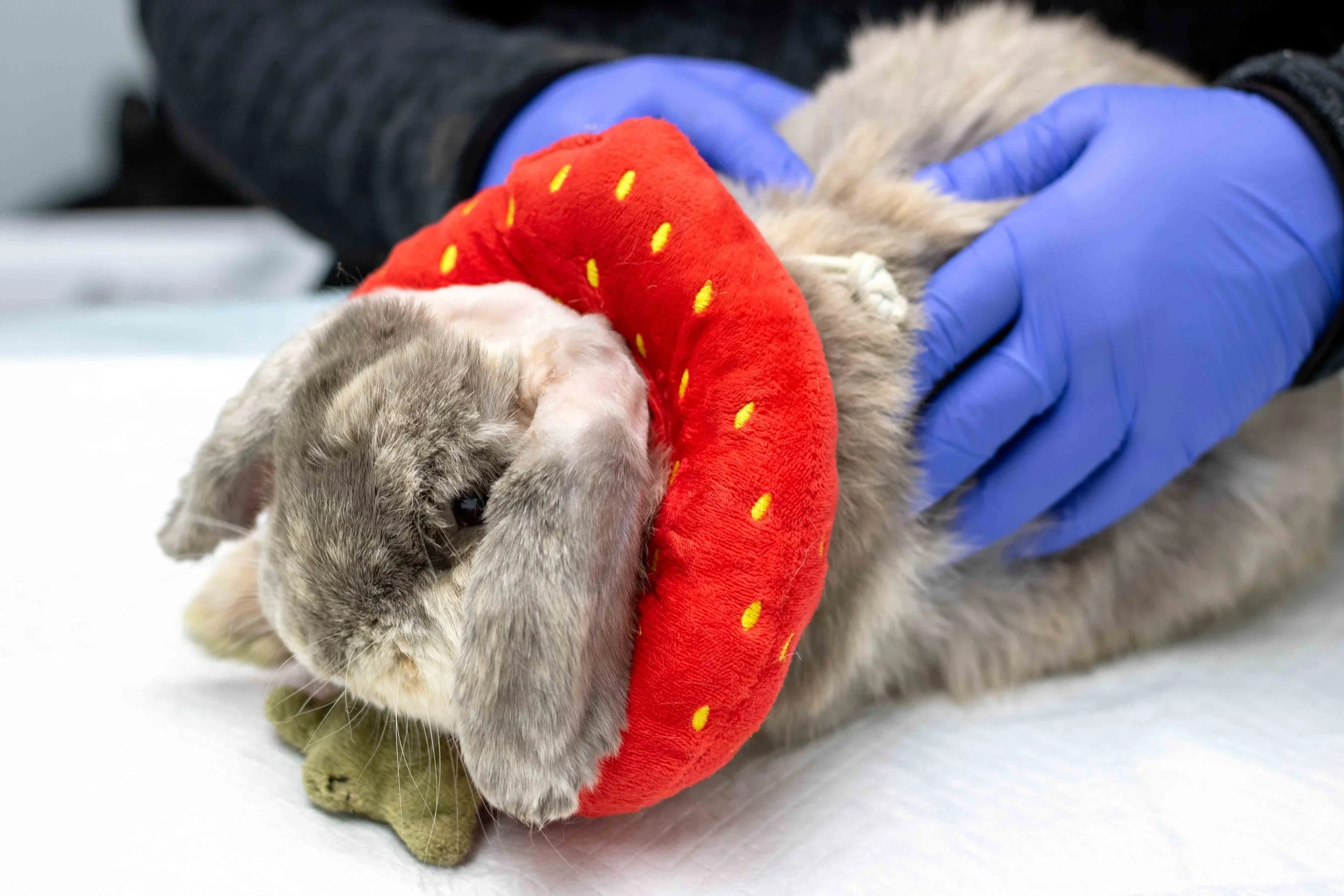 Medical — House Rabbit Society - Tips For Litter Training A Senior Rabbit That Has A Medical Condition
