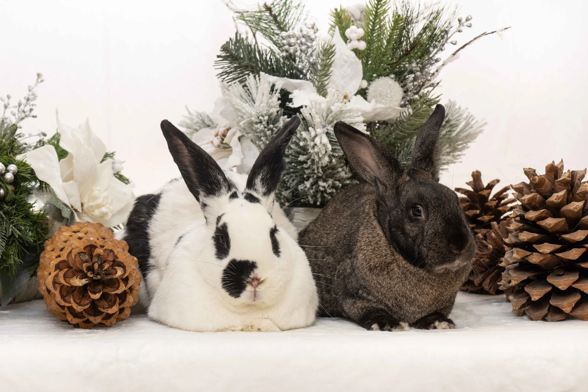 Holiday Portrait Photo Fundraiser Day 1
