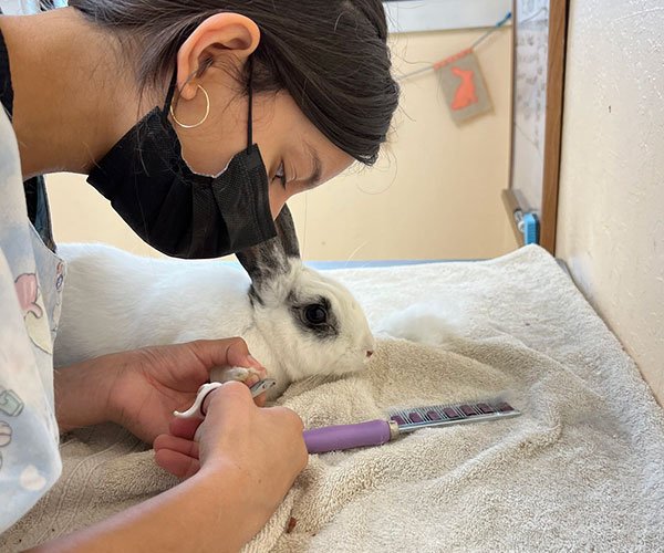 Introduction To Grooming 