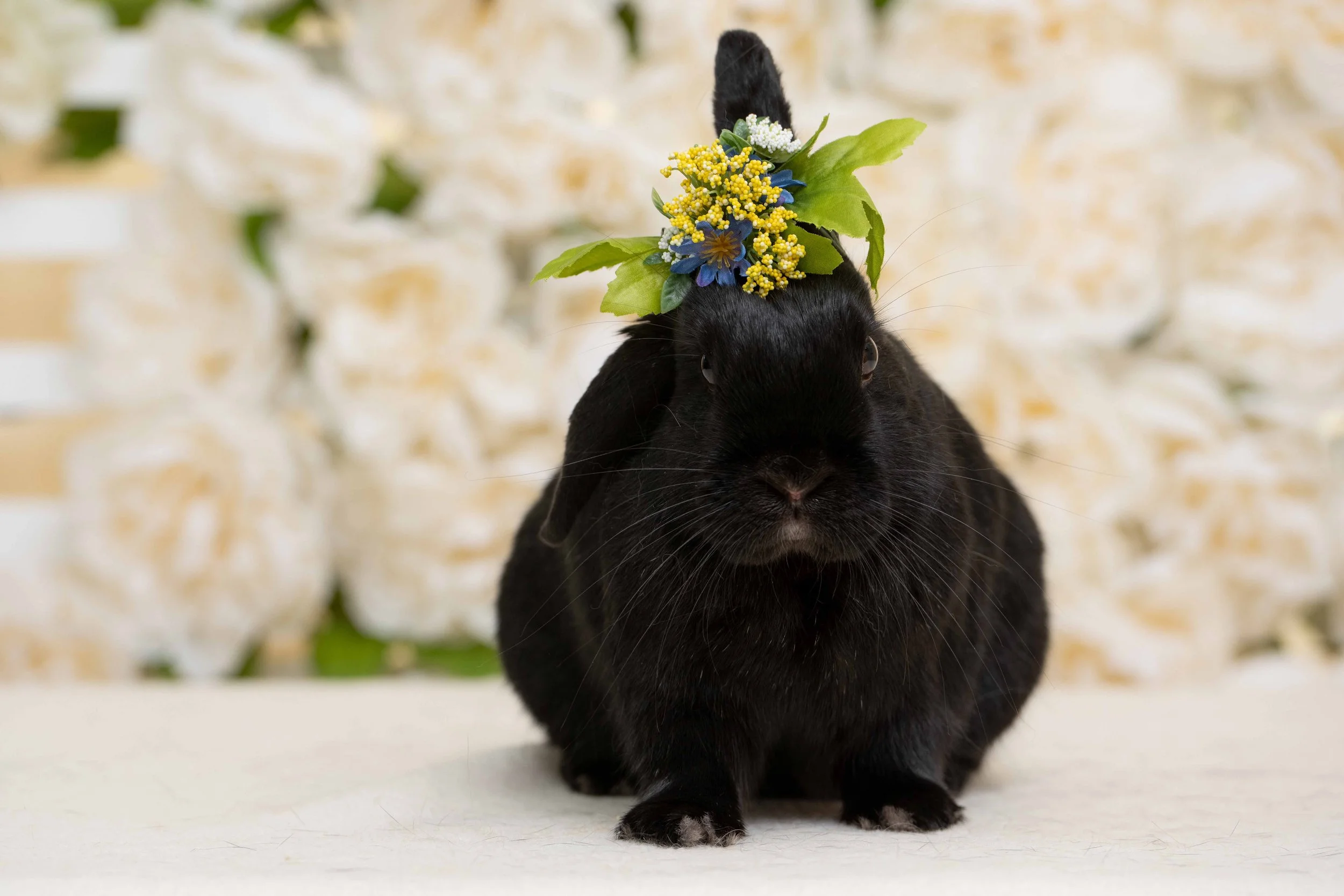 HRS Spring Photo Fundraiser.jpg