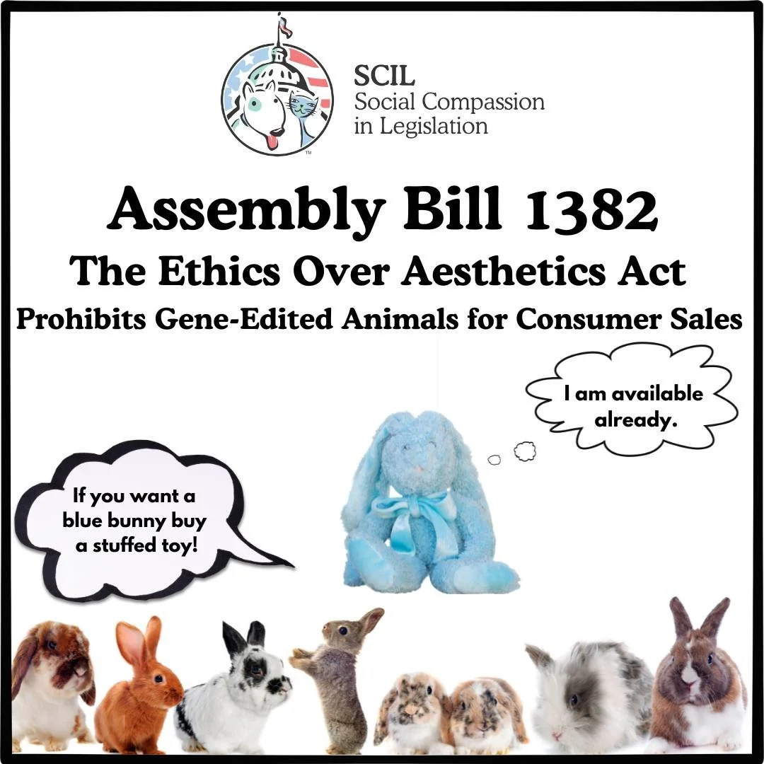 California AB 1382 - Preventing the Sale Gene-Edited Pets