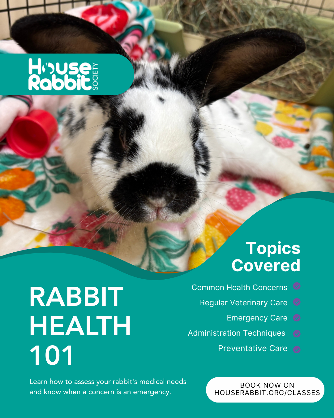 Rabbit Health 101 Zoom Class 