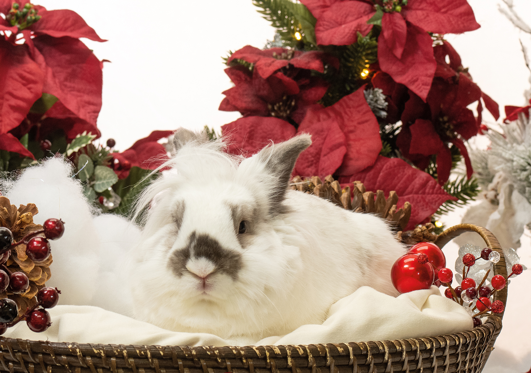 2026 Holiday Portrait Photo Fundraiser