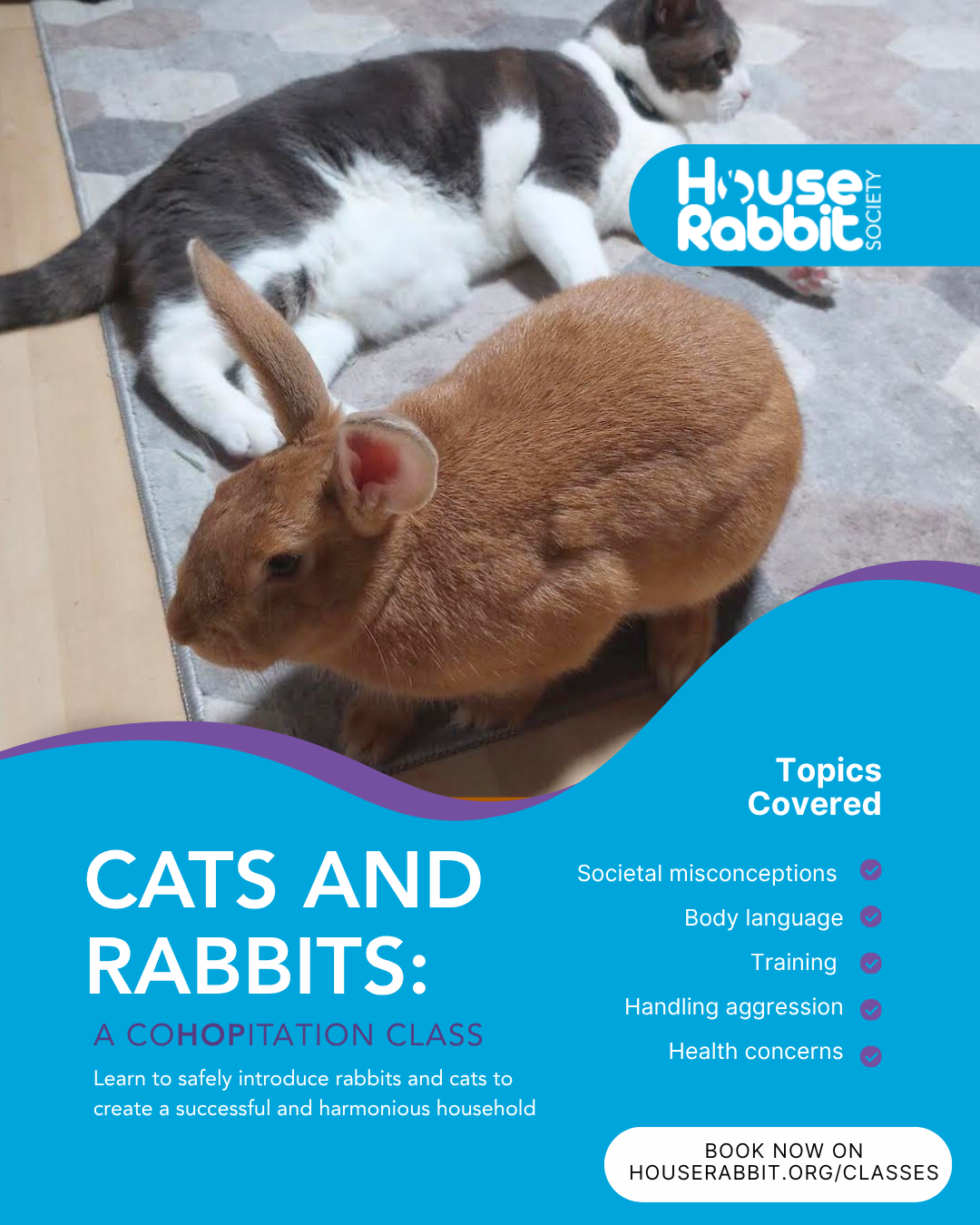 Cats and Rabbits- CoHOPitation Class