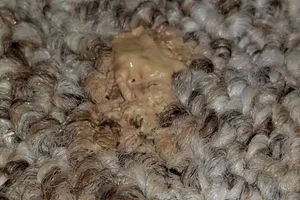 Bladder Sludge — House Rabbit Society